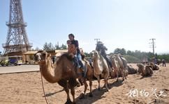 阿拉善盟通湖草原旅游攻略之骑骆驼