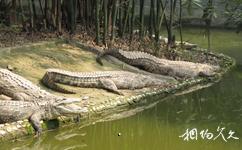 重慶市鱷魚中心旅遊攻略之鱷魚湖