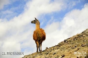 新疆天山野生動物園-羊駝照片