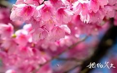 大连龙王塘樱花园旅游攻略之粉色樱花