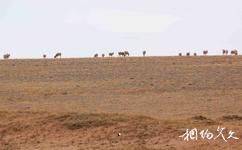 青海可可西里國家級自然保護區旅遊攻略之藏羚羊