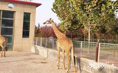 诸城动物园旅游攻略之动物观赏区