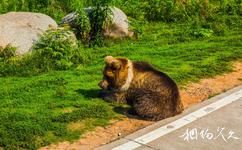 长沙生态动物园旅游攻略之熊区