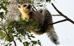 马达加斯加塔那那利佛旅游攻略之狐猴公园