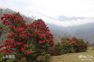 西藏勒布沟景区-杜鹃花照片