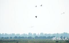 黑龙江洪河国家级自然保护区旅游攻略之东方白鹳