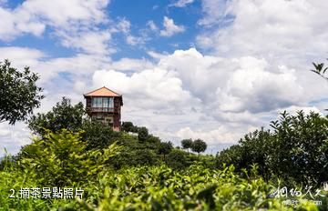 赤水望雲峰景區-摘茶照片
