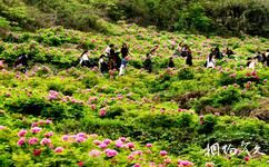 垫江牡丹生态旅游攻略之百灵山牡丹艺术园