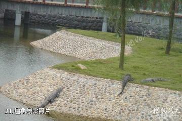 長沙生態動物園-鱷魚照片
