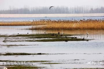 河南豫北黃河故道濕地鳥類國家級自然保護區-濕地資源照片