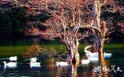 景寧草魚塘森林公園旅遊攻略之天鵝鳧水