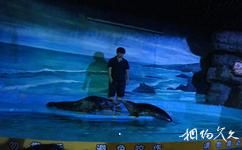 杭州海底世界旅遊攻略之海獸表演劇場