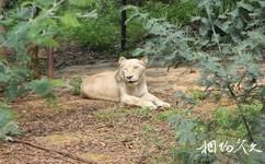 雲南野生動物園旅遊攻略之白獅