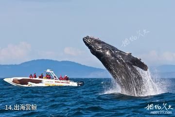 加拿大维多利亚市-出海赏鲸照片