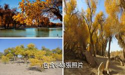 額濟納胡楊林驢友相冊