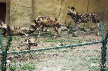 新疆天山野生动物园-非洲鬣狗照片