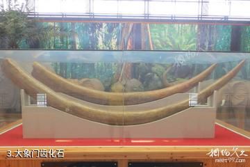 江苏邳州博物馆-大象门齿化石照片