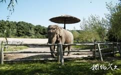 瀋陽森林動物園旅遊攻略之大象