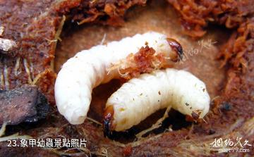 貴陽森林公園-象甲幼蟲照片