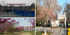 南京梅花山驴友相册