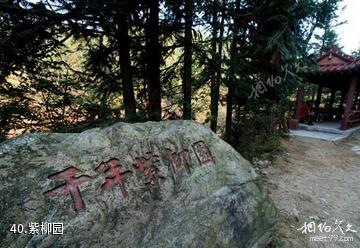 岳西妙道山风景区-紫柳园照片