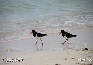 蒼鷺島海底風光-海鳥照片