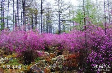 黑龙江红星湿地国家级自然保护区-高山杜鹃照片