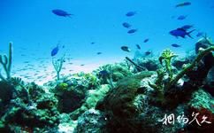 苍鹭岛海底风光旅游攻略之热带鱼