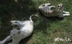 榮成神鵰山野生動物園旅遊攻略之白虎