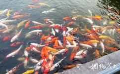 宁波日湖公园旅游攻略之桃溪观鱼