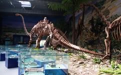 楚雄州博物馆旅游攻略之禄丰恐龙化石