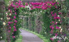 英國邱園旅遊攻略之玫瑰花棚