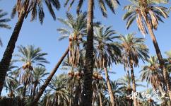 突尼西亞托澤爾市旅遊攻略之椰棗樹