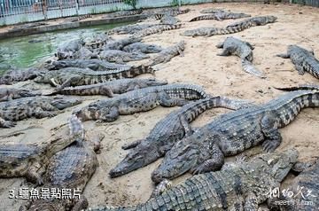 廈門南順鱷魚園（已關閉）-鱷魚照片