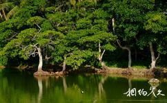 海口东寨港红树林保护区旅游攻略之野菠萝岛