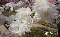 大连英歌石植物园旅游攻略之白色桃花