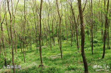 河南灵宝燕子山风景区-森林浴场照片