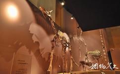 和政古动物化石博物馆旅游攻略之三趾马动物群化石