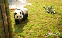 安吉竹子博覽園旅遊攻略之熊貓館