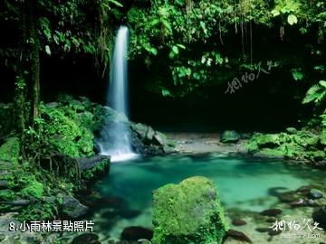 安圭拉島-小雨林照片