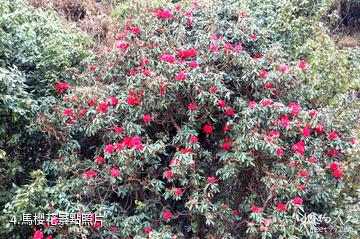 大姚曇華山風景區-馬櫻花照片