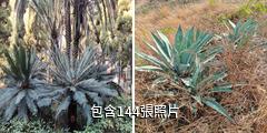 攀枝花蘇鐵國家級自然保護區驢友相冊