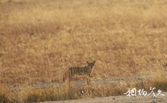 肯尼亚安博塞利国家公园旅游攻略之胡狼
