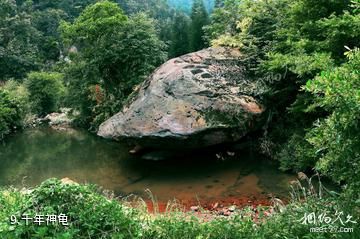 习水国家森林公园-千年神龟照片