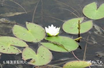 佳木斯富錦國家濕地公園-睡蓮照片