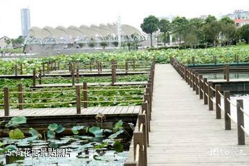 海安七星湖生態園-荷花塘照片