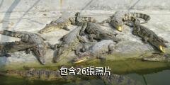 廣州鱷魚公園驢友相冊
