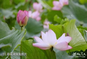梅河口市四季生態園-荷花湖照片