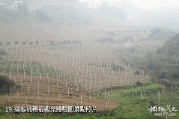 雅安滎經雲峰山景區-獼猴桃種植觀光體驗園照片