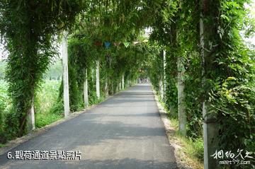 淮安金湖荷花盪景區-觀荷通道照片